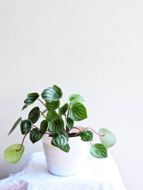 istock Peperomia watermelon leaves in a pot isolated on bright background from the side. 1473124910