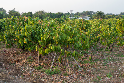 Farm with fruit cocoa plantation.