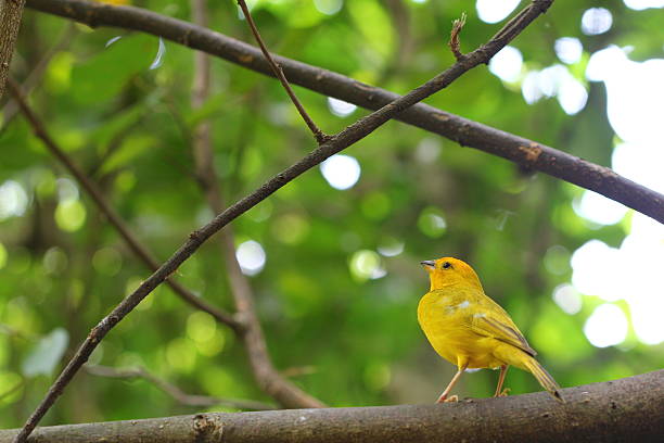 istock Orange-fronted Yellow Finch perched on a branch 147312557