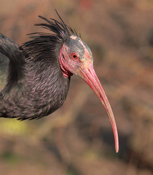 istock Portrait of a Northern Bald Ibis 147312607
