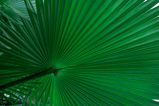 close up green palm leaf texture, leaf of Ruffled Fan Palm