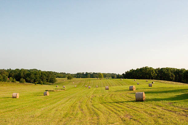 Hay Bales in Field stock photo