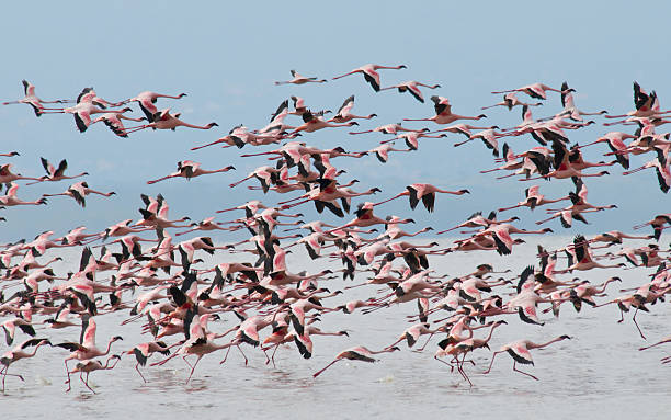 istock Flamingoes Lake Nakuru Kenya 147312676