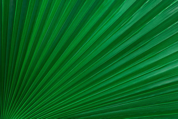 istock close up green palm leaf texture, leaf of Ruffled Fan Palm 1473126775