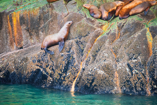 A group sea lions in wall stone on the ocean. (Zalophus californianus) posing on a rock in the reefs of La Jolla beach. Sea lions are pinnipeds characterized by external ear flaps, long foreflippers.