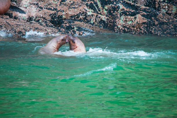 A group sea lions in wall stone on the ocean. (Zalophus californianus) posing on a rock in the reefs of La Jolla beach. Sea lions are pinnipeds characterized by external ear flaps, long foreflippers. un grupo de leones marinos en piedra mural en el océano. (zalophus californianus) posando en una roca en los arrecifes de la playa de la jolla. los leones marinos son pinnípedos caracterizados por orejeras externas, aletas delanteras largas.