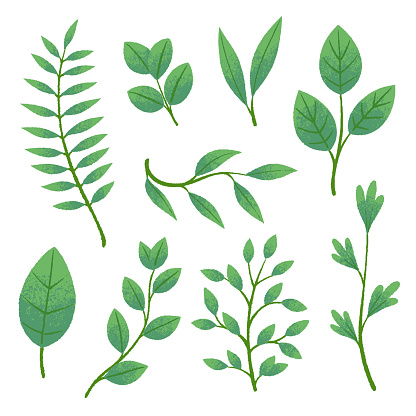 Vector drawing of green leaves