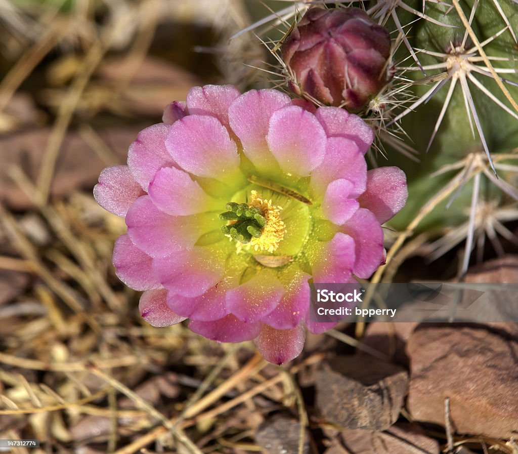 Cactus de flor rosa - Foto de stock de Aire libre libre de derechos