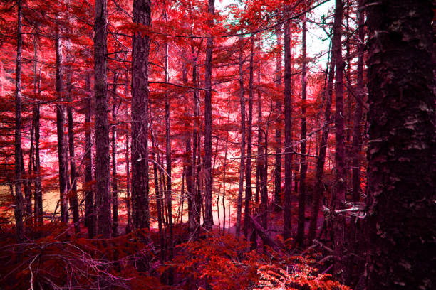 spring forest trees. nature green wood sunlight backgrounds.
