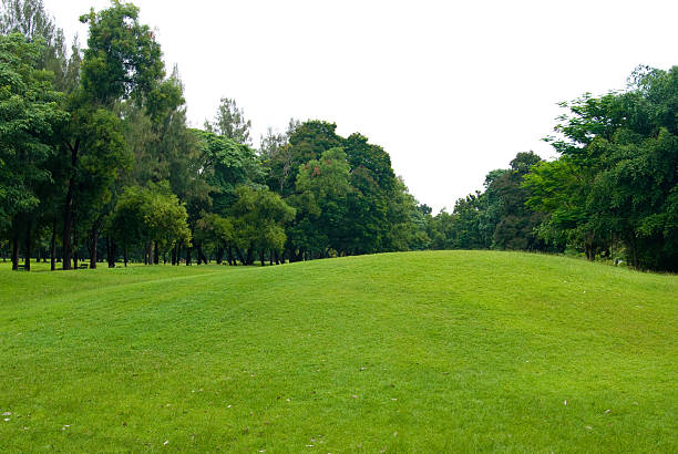 istock Green grass field in garden 147312924