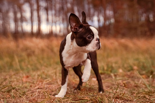 Boston terrier dog outside. Dog in the autumn field. Close up portrait
