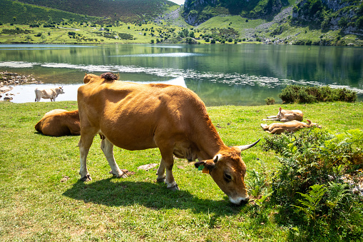 Cows around lake Enol in Covadonga, Picos de Europa, Asturias, Spain