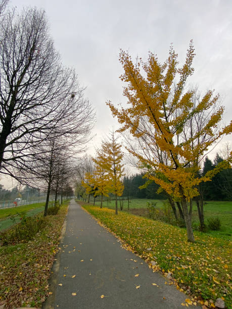 istock Public Park in autumn 1473131860