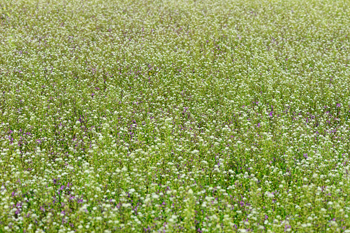 Lots of Shepherd's purse (Capsella bursa-pastoris) flowers with shallow depth of field.