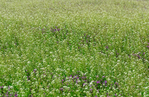 Lots of Shepherd's purse (Capsella bursa-pastoris) flowers with shallow depth of field.