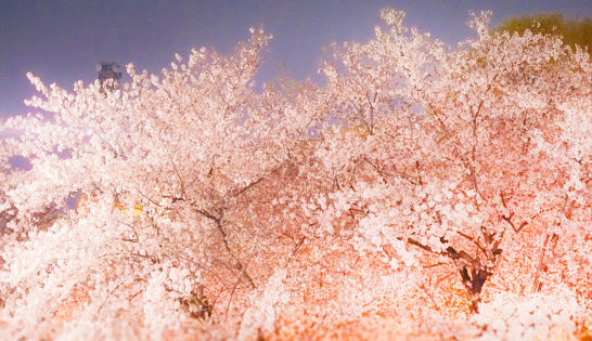 UW cherry blossoms.