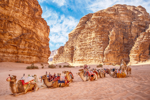 Close-up view of curious camel against sand dunes of desert, Sultanate of Oman.