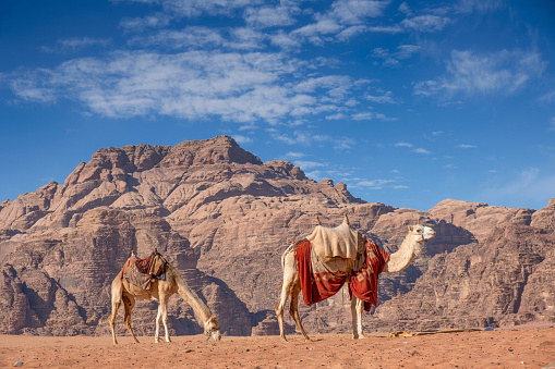 Two Camels dromedary resting lying on the sand. On blue sky background