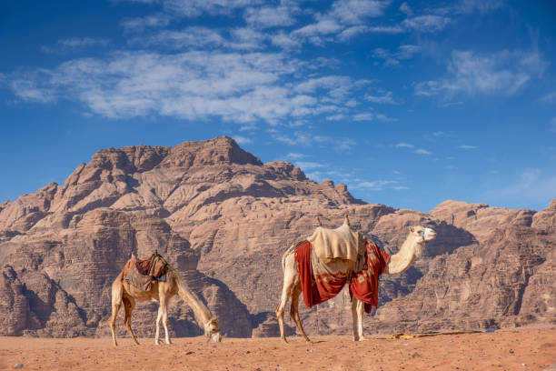 wadi rum landscape, jordan - journey camel travel desert imagens e fotografias de stock