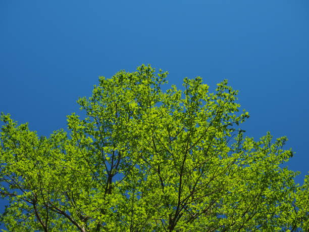 istock Fresh green leaves against blue sky. 1473136967
