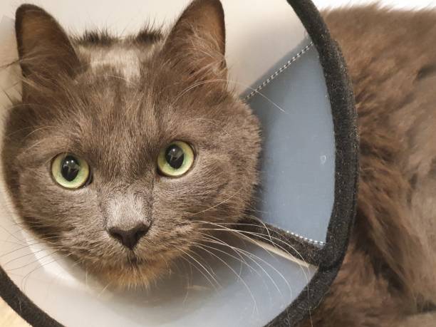 istock cat with Elizabeth collar looks at camera 1473137266