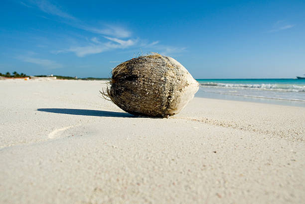 istock Close up of a coconut 147313728
