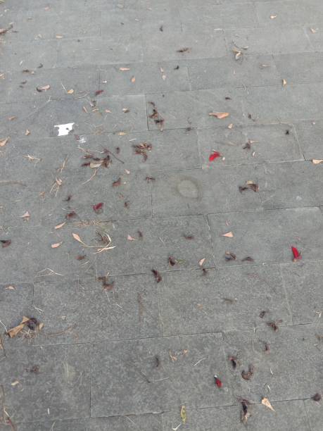 istock Dry fallen leaves falling on the road 1473138238