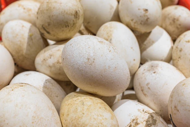 Pile of raw duck eggs
