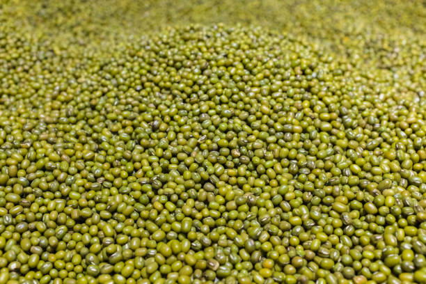 Close-up view of green wheat or barley plants growing naturally in a field under soft daylight. The fresh green color and gentle movement create a calm agricultural atmosphere, perfect for farming, nature, organic food, and rural lifestyle content.