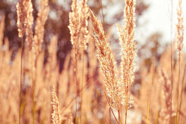 istock Stems of grass in sunlight 147313865