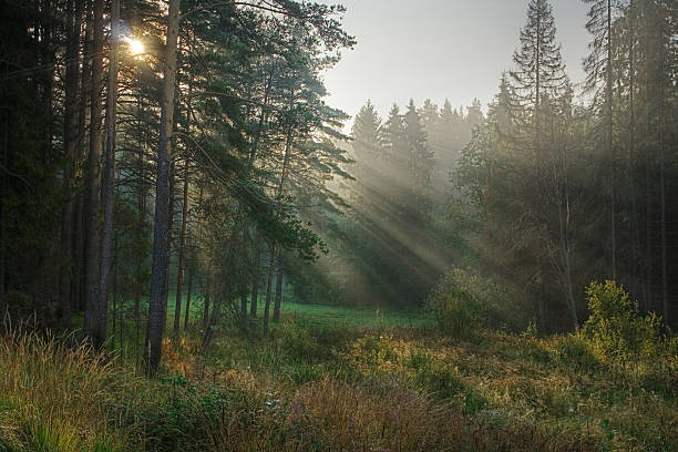 太陽光線 - forest sunbeam tree light ストックフォトと画像