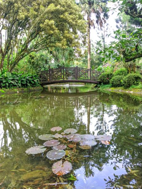 istock bridge forest wood park nature background outdoor 1473139323