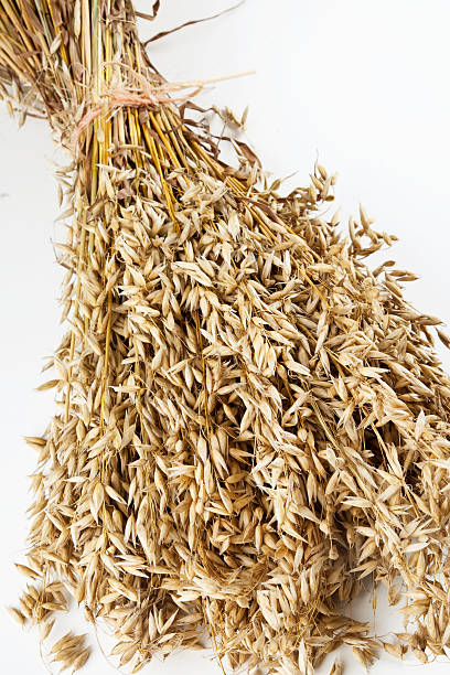 istock Sheat of oats 147313953