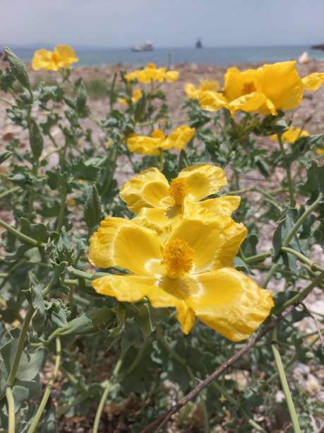 istock Yellow horned poppy 1473139570