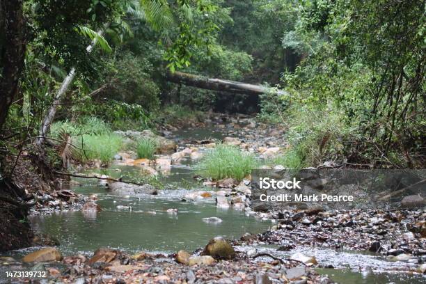Vie Ing Up A Rainforest Creek Stock Photo - Download Image Now - Australia, Color Image, Forest