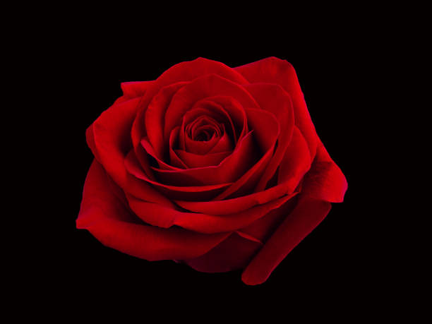 istock Dark red rose is on black background 1473139777