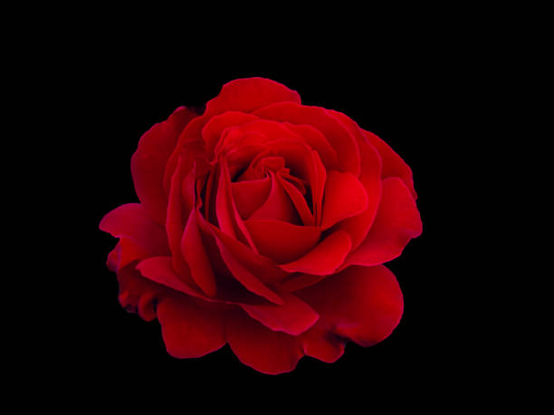 istock Dark red rose is on black background 1473139798
