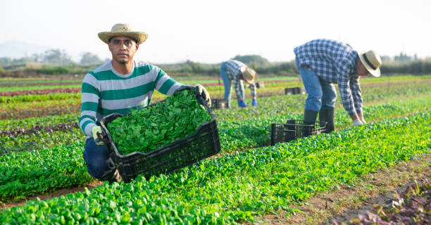 istock Hispanic workman picking green corn salad on farm field 1473139831