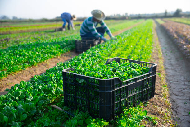 istock Freshly harvested corn salad leaves in box on farm field 1473139834