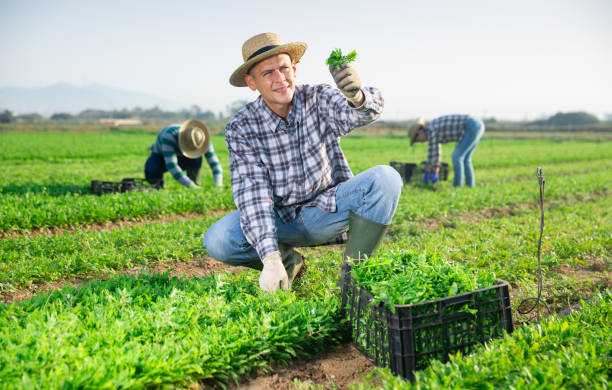 istock Smiling farmer showing arugula harvest on farm field 1473139839