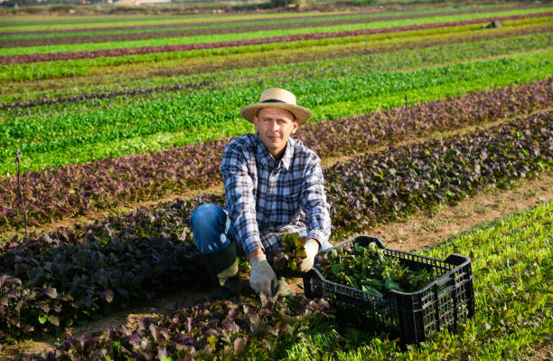 istock Farmer harvesting and peeling red mustard on field 1473139846