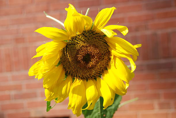 Sunflower in front of bricks stock photo