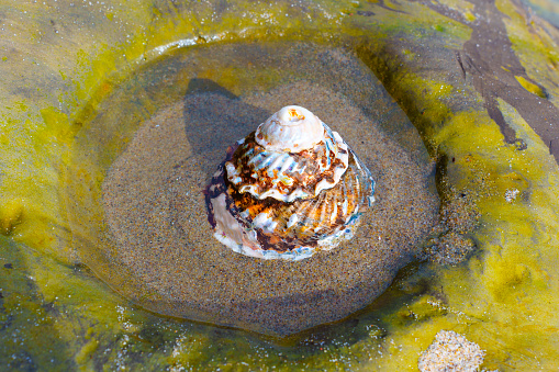 Large and beautiful seashell resting in a rocky hollow puddle. Creative nature, ocean life or seaside theme background.