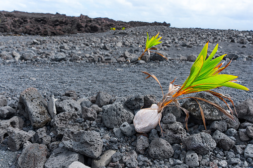 Young coconut palm trees grow amidst the once-barren volcanic landscape of a Hawaiian shoreline. Self-healing and rejuvenating power of nature.