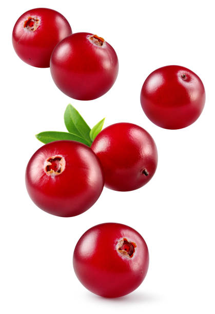 istock Cranberry isolated. Cranberries flying on white background. Cranberry berries with leaf falling. Full depth of field. 1473140056