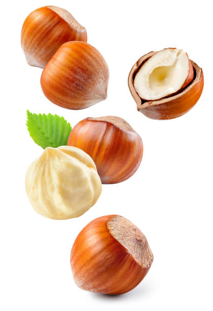 istock Hazelnut isolated. Hazelnut on white background. Hazelnuts with leaves flying collection. Forest nuts falling. Filbert side view. Full depth of field. 1473140615