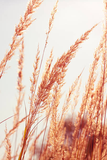istock Stems of grass in sunlight 147314086