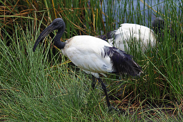 African ibis sacro - foto stock