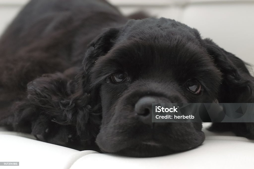 sleepy dog cocker spaniel dog Animal Stock Photo