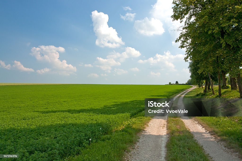 Estrada campo de Lucerna - Royalty-free Broto de Alfafa Foto de stock